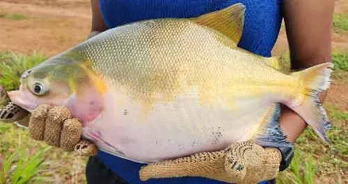 PISCICULTURA SUSTENTÁVEL ][ Integração de espécies eleva produtividade e reforça sustentabilidade na Amazônia